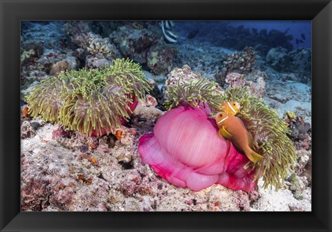 Framed Two Anemone Fish Make Their Home in a Pink Anemone Print