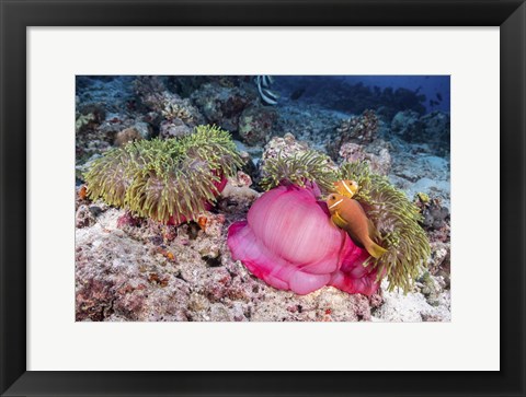 Framed Two Anemone Fish Make Their Home in a Pink Anemone Print