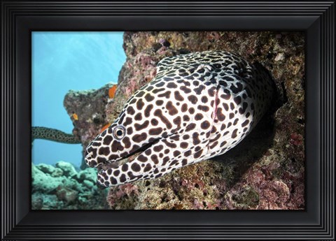 Framed Honeycomb Eel Emerges From Its Den Print