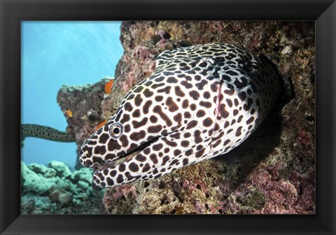 Framed Honeycomb Eel Emerges From Its Den Print