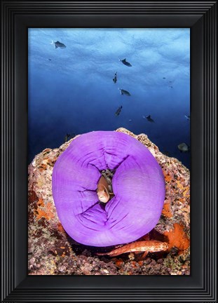 Framed Clownfish Peeks Out From a Purple Anemone Print