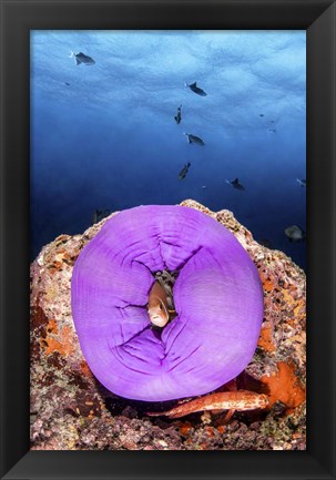 Framed Clownfish Peeks Out From a Purple Anemone Print