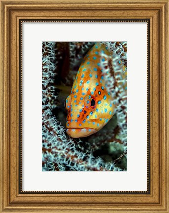 Framed Coral Grouper Peaking Through a Gorgonian Print