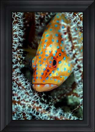 Framed Coral Grouper Peaking Through a Gorgonian Print