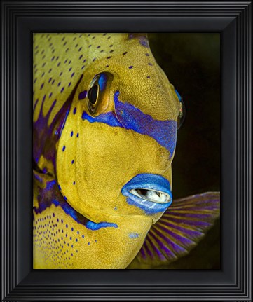 Framed Head Shot Of a Surgeonfish Print
