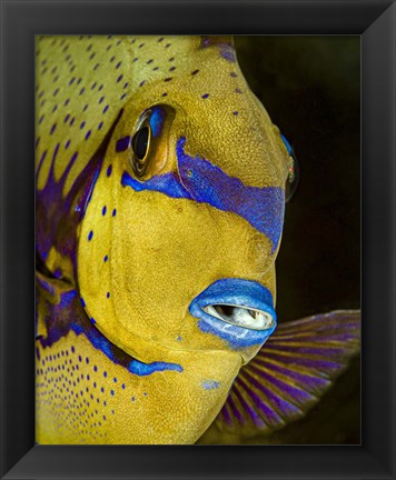 Framed Head Shot Of a Surgeonfish Print