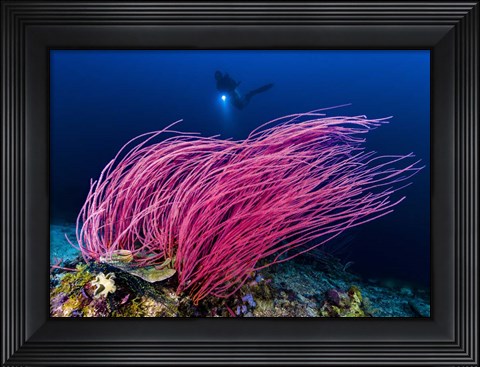 Framed Reef Scene With Diver in Kimbe Bay, Papua New Guinea Print