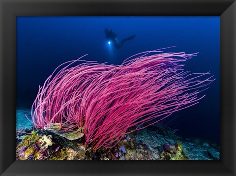 Framed Reef Scene With Diver in Kimbe Bay, Papua New Guinea Print