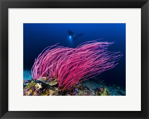 Framed Reef Scene With Diver in Kimbe Bay, Papua New Guinea Print