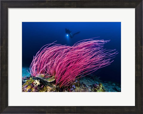 Framed Reef Scene With Diver in Kimbe Bay, Papua New Guinea Print