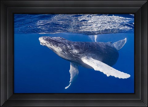 Framed Humpback Whale Calf Playing At the Surface Print
