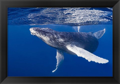 Framed Humpback Whale Calf Playing At the Surface Print