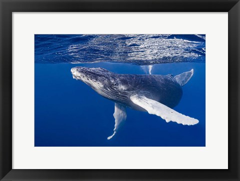 Framed Humpback Whale Calf Playing At the Surface Print