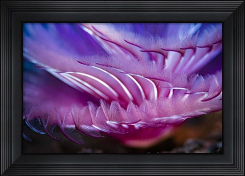 Framed Close-Up Texture Shot Of a Tube Worm Print