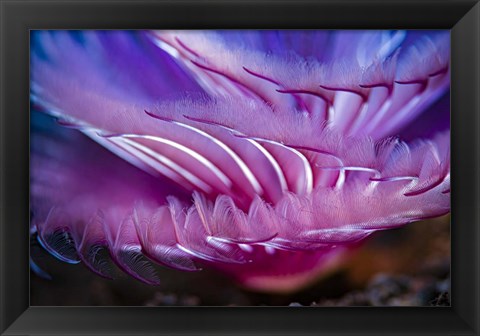 Framed Close-Up Texture Shot Of a Tube Worm Print