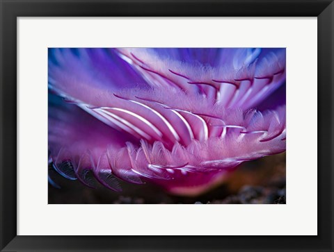 Framed Close-Up Texture Shot Of a Tube Worm Print