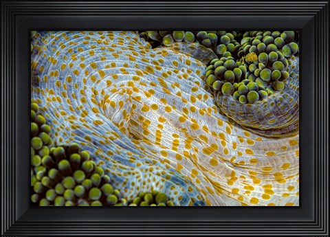 Framed Texture Of An Anemone Print
