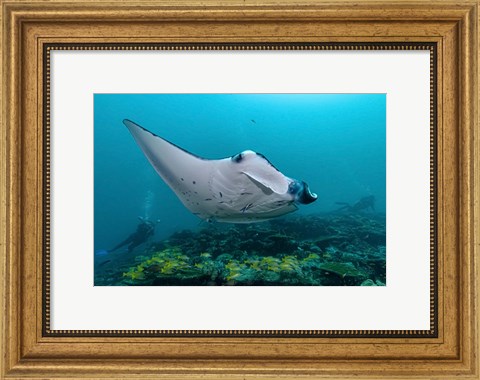 Framed Oceanic Manta Print