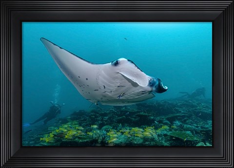 Framed Oceanic Manta Print