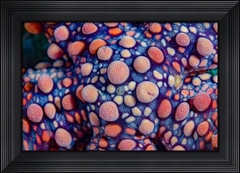 Framed Texture Shot Of Sea Star Print