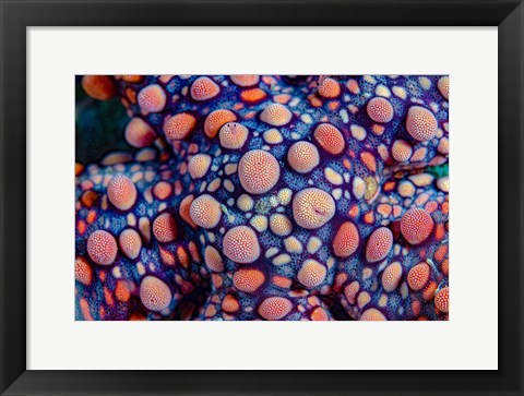 Framed Texture Shot Of Sea Star Print