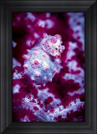 Framed Red Bargabanti Pygmy Seahorse 1 Print