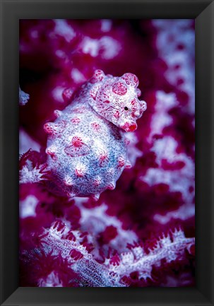 Framed Red Bargabanti Pygmy Seahorse 1 Print