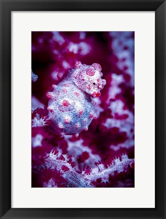 Framed Red Bargabanti Pygmy Seahorse 1 Print