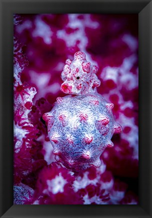 Framed Red Bargabanti Pygmy Seahorse 2 Print