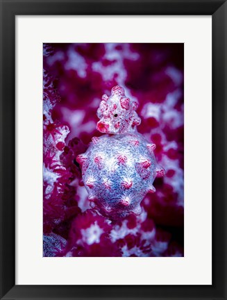 Framed Red Bargabanti Pygmy Seahorse 2 Print