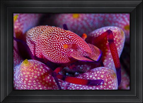 Framed Emperor Shrimp On a Sea Cucumber Print