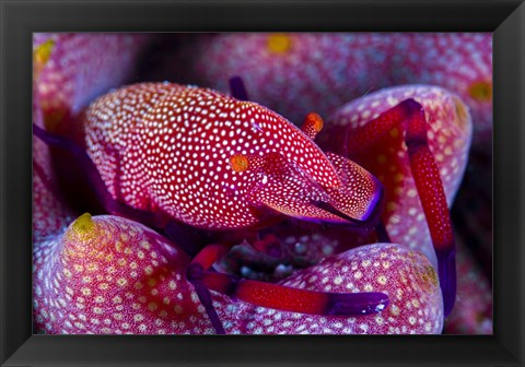 Framed Emperor Shrimp On a Sea Cucumber Print