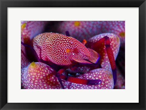 Framed Emperor Shrimp On a Sea Cucumber Print