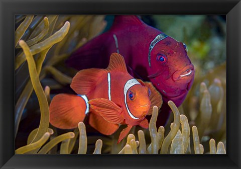 Framed Pair Of Spinecheek Anemonefish Print