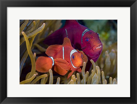 Framed Pair Of Spinecheek Anemonefish Print