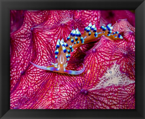 Framed Caloria Indica Nudibranch Print