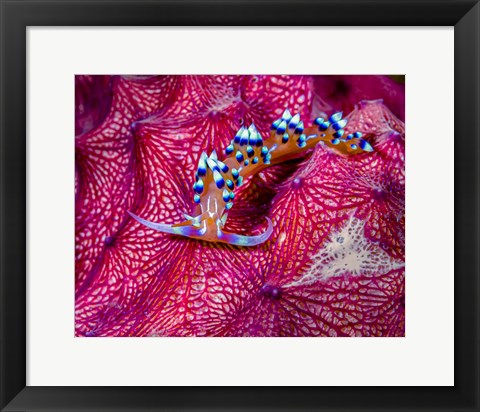 Framed Caloria Indica Nudibranch Print