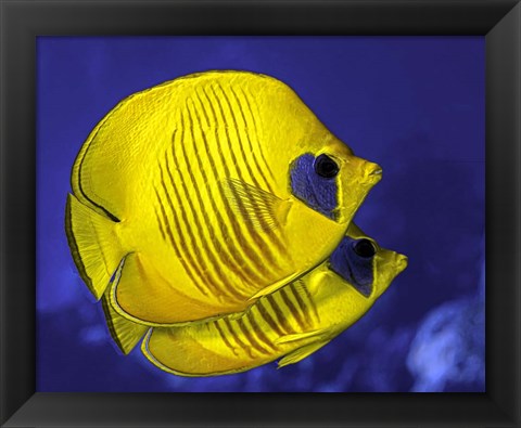 Framed Pair Of Masked Butterflyfish Print