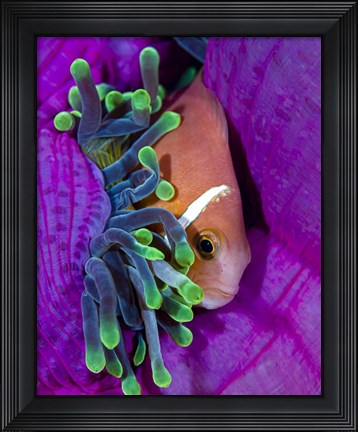 Framed Maldive Anemonefish Finding Comfort in Its Anemone Print
