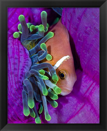 Framed Maldive Anemonefish Finding Comfort in Its Anemone Print