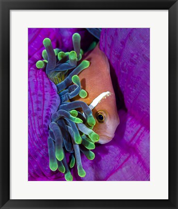 Framed Maldive Anemonefish Finding Comfort in Its Anemone Print