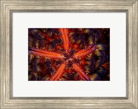 Framed Stunning Colors Of a Fire Urchin, Indonesia Print