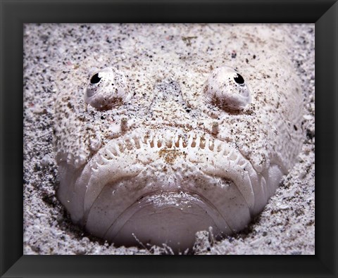 Framed Stargazer Fish Sits Buried in the Sand Waiting For Prey Print