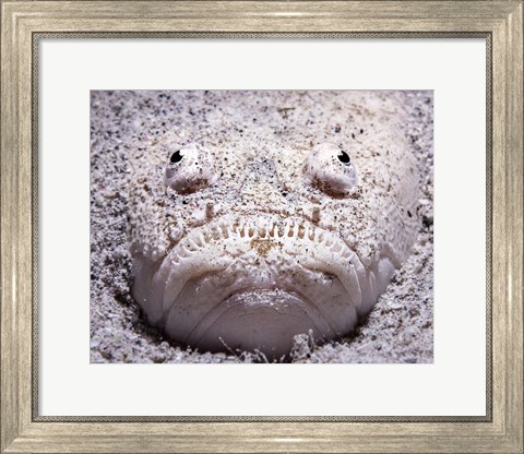 Framed Stargazer Fish Sits Buried in the Sand Waiting For Prey Print