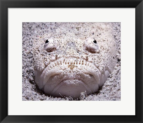 Framed Stargazer Fish Sits Buried in the Sand Waiting For Prey Print