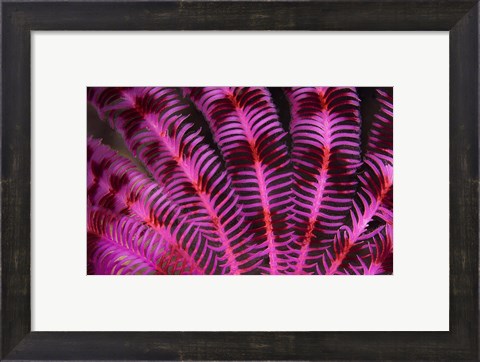Framed Pink and Red Crinoid Print