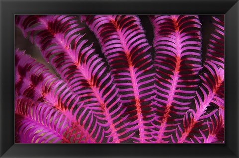 Framed Pink and Red Crinoid Print