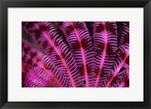 Framed Pink and Red Crinoid Print