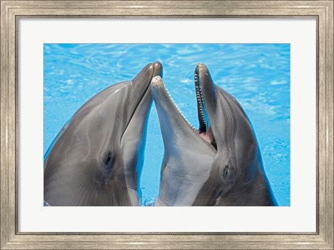Framed Atlantic Bottlenose Dolphins Print