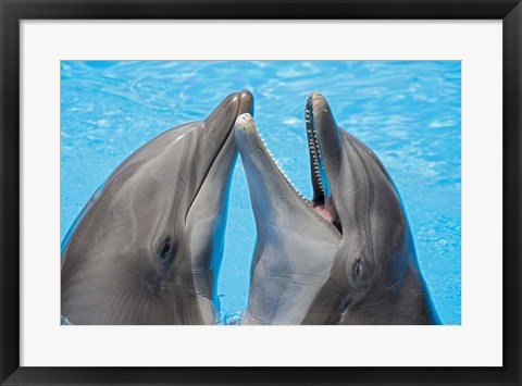 Framed Atlantic Bottlenose Dolphins Print
